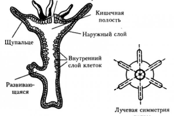 Рабочее зеркало omg omg для tor браузеров