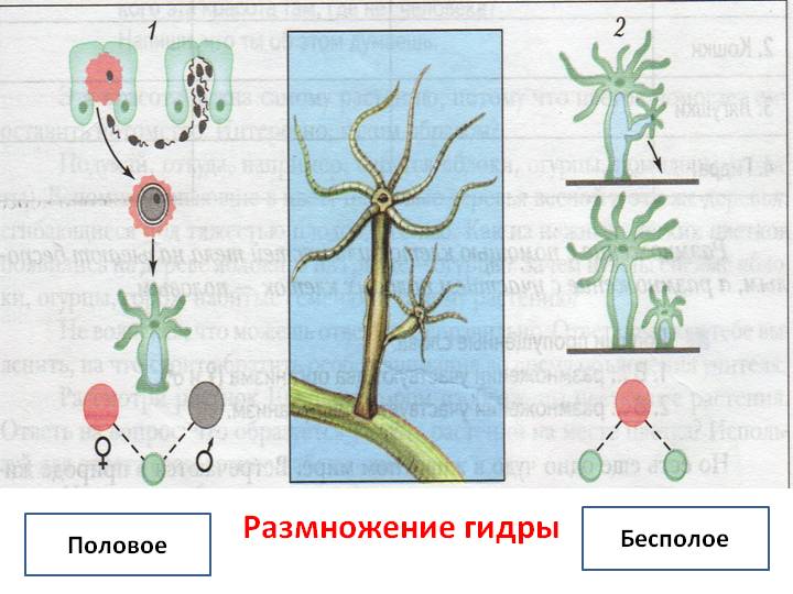 Мега сайт в тор не работает